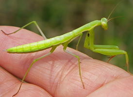 European Mantis